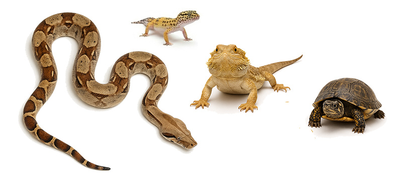 Reptile-Veterinarian-Snakes-Lizards-Turtles-Tortoise-Kansas-City