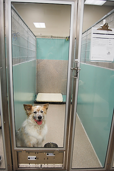 Dog Kennel Room at Blue Springs Pet Resort