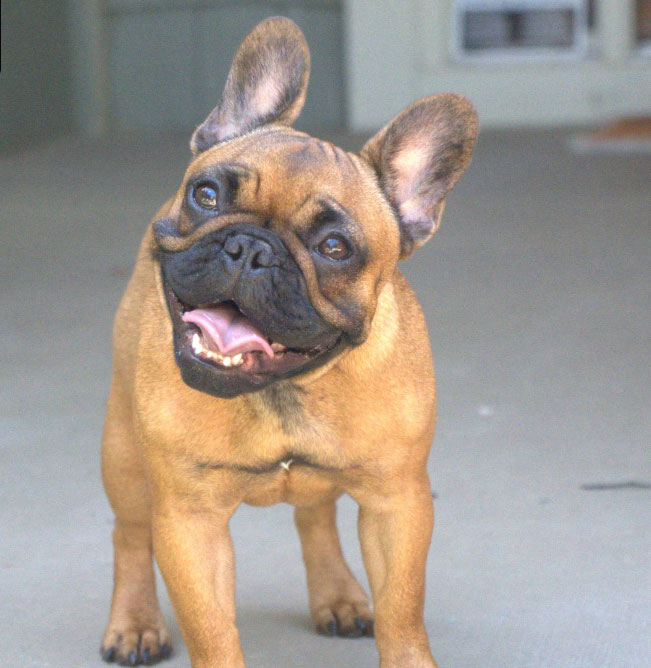 Google Review of Blue Springs Animal Hospital French Bulldog