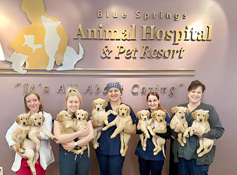 Dr Samantha Nye Dog Breeding Veterinarian in Kansas City