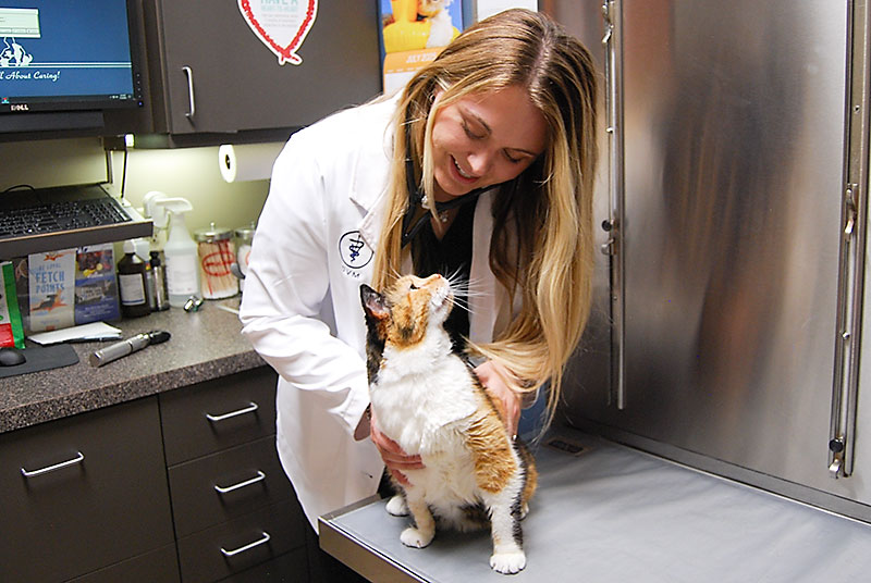 Cat Rescue Discounted Veterinary Care at Blue Springs Animal Hospital