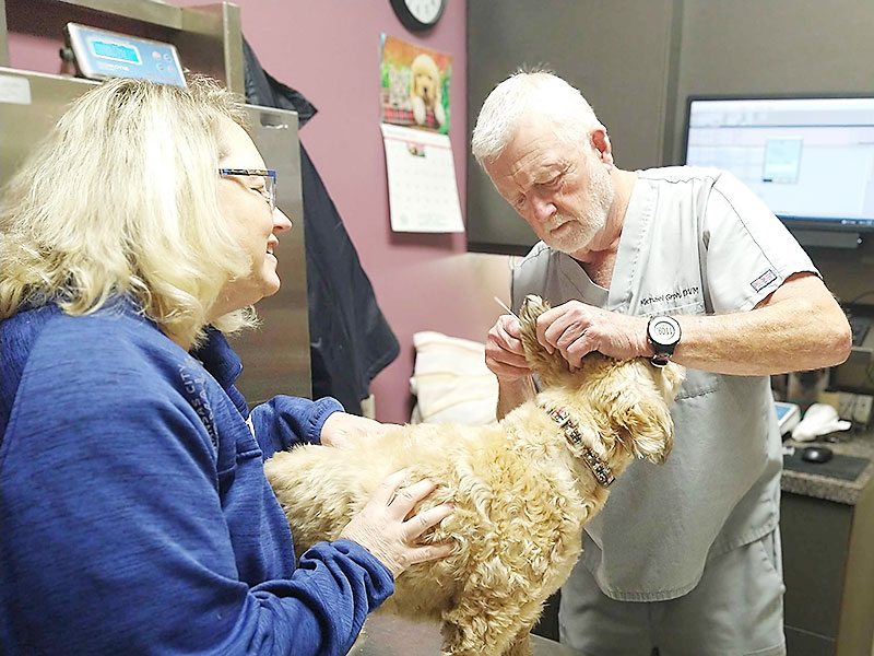 Veterinary Dermatologist Kansas City Dr Michael Groh Blue Springs Animal Hospital