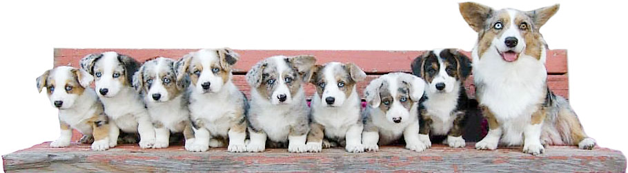 Dog Breeding Services Corgi Puppies Kansas City Veterinarian