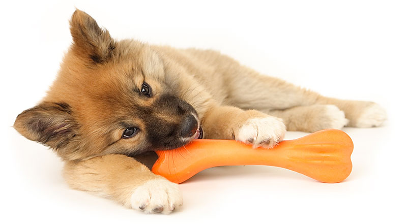 Dog chews on toy while boarding at Blue Springs Animal Hospital and Pet Resort near Kansas City