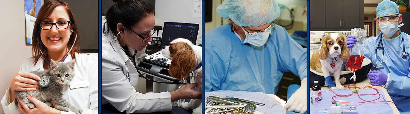 blue springs animal hospital veterinarians