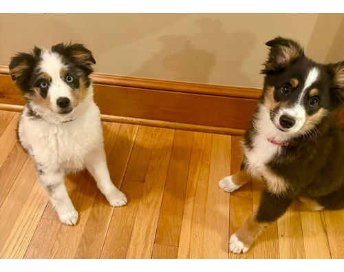 JRiddle_Google_Review_Dogs_Vaccination_Veterinarian_Kansas_City