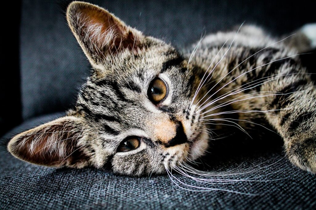 Cat resting
