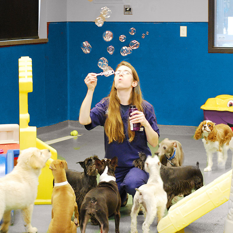Pet Resort